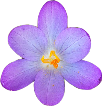 A single purple crocus flower with rounded petals and an orange center seen from above. Saffron spice comes from crocuses.