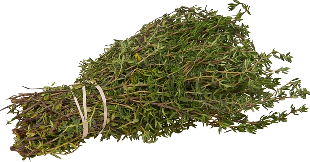 A bundle of dark green thyme twigs bound by rubber bands.