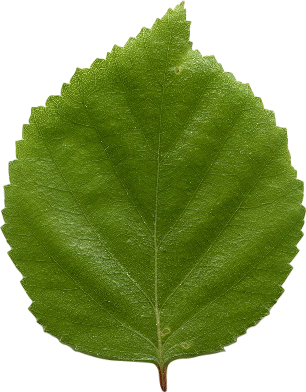A round green leaf from the birch tree.