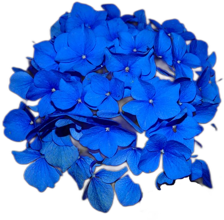 A deep blue cluster of small hydrangea or hortensia flowers.