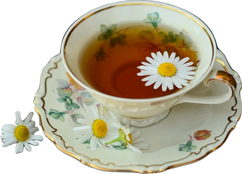 A gold rim cream-colored teacup and saucer filled with chamomile tea with white and yellow chamomile daisies floating in it.
