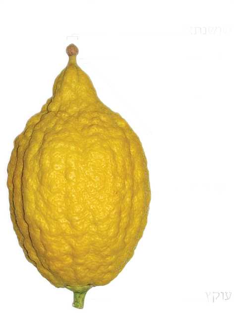 A bumpy yellow citron fruit.