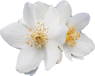 A cluster of soft white jasmine flowers with golden centers.