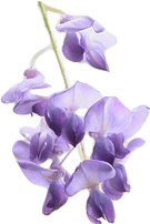 A sprig of purple wisteria flowers.