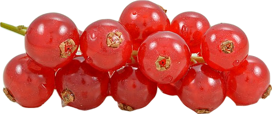 A bunch of round red shiny currant berries.