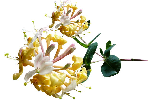 A sprig of white and yellow honeysuckle flowers with dark green leaves.