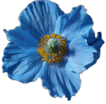 A Himalayan blue poppy flower with soft, wavy petals and a yellow center.