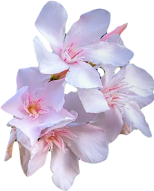 Cluster of light blush pink five-petaled nerium oleander flowers.