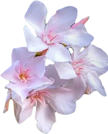Cluster of light blush pink five-petaled nerium oleander flowers.