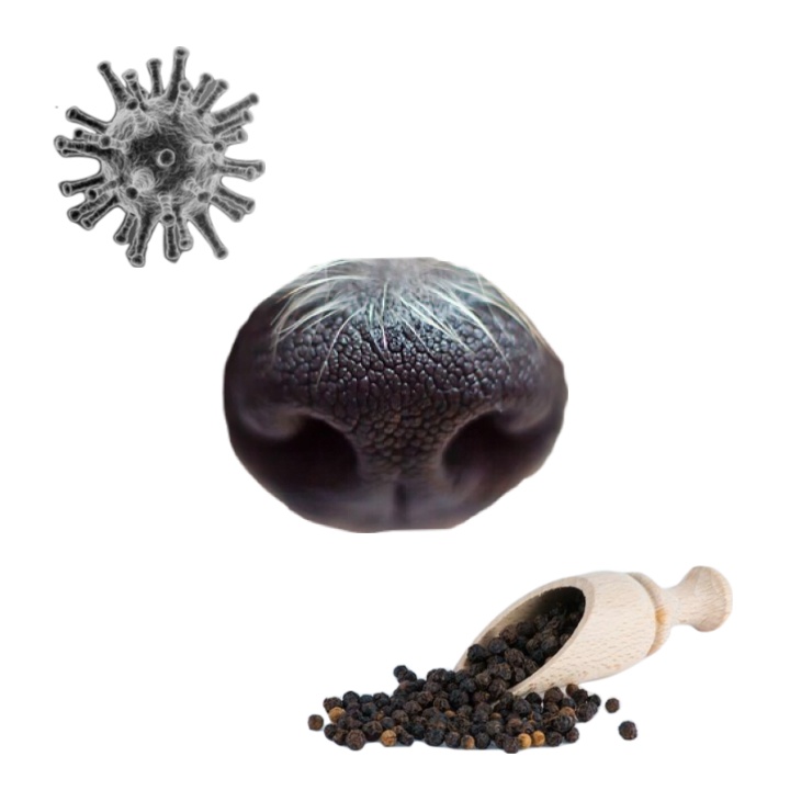 Collage of a dog nose, a wooden trowel filled with black pepper, and a gray spiky coronavirus ball.