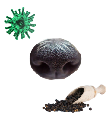 Collage of a dog nose, a wooden trowel filled with black pepper, and a green spiky coronavirus ball.