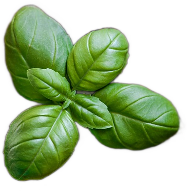 A bunch of bright green fresh basil leaves.