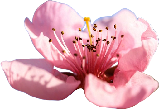 A light blush pink peach blossom with soft rounded petals.