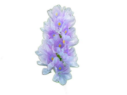 A delicate lilac purple and white bunch of water hyacinth flowers with blue and yellow centers.