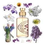 French Lilac Perfume by Pacifica Review Collage of French Lilac by Pacifica and its notes, including lilac, ylang-ylang, heliotrope, hyacinth, and nectarine.