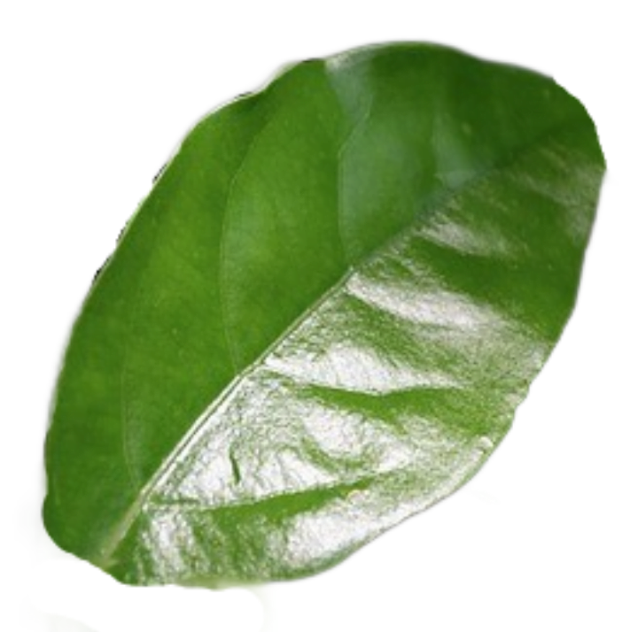 A shiny green leaf from the camphor tree.