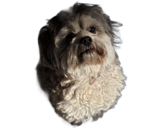Adorably fluffy salt-and-pepper-colored Shih Tzu Poodle dog with a round button nose, dark eyes, and a princesslike demeanor.