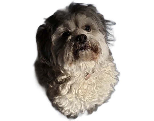 Adorably fluffy salt-and-pepper-colored Shih Tzu Poodle dog with a round button nose, dark eyes, and a princesslike demeanor.
