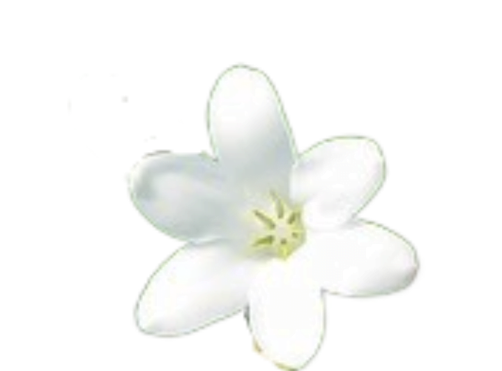 A single small white tuberose flower blossom with six petals and a pale yellow center.