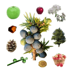 What Does Juniper Berry Smell Like? Collage of a juniper twig loaded with blue berries surrounded by apples, wood, amber, cedar, valerian, pine cone, and grass.