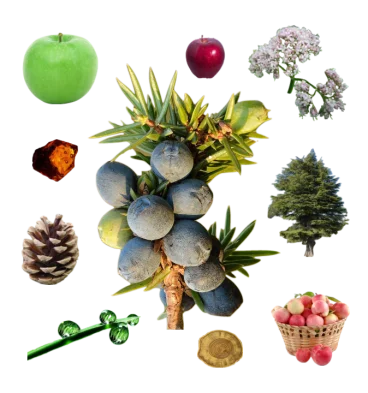 Collage of a juniper twig loaded with blue berries surrounded by apples, wood, amber, cedar, valerian, pine cone, and grass.