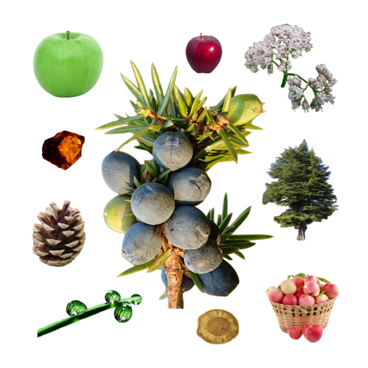 Collage of a juniper twig loaded with blue berries surrounded by apples, wood, amber, cedar, valerian, pine cone, and grass.