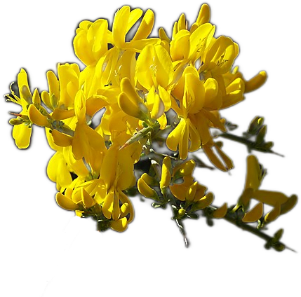 A bunch of small bright yellow broom flowers with gray-green leaves.