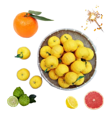 Collage of a wicker basket filled with yellow yuzus, a lemon, three green bergamot fruit, a mandarin orange and a grapefruit.