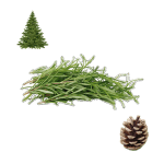 What Does Rosemary Smell Like? Collage of a pile of green sprigs of fresh rosemary herbs, a fir or pine cone, and a pointed fir or pine Christmas tree.