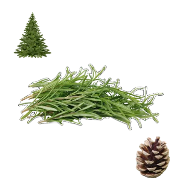Collage of a pile of green sprigs of fresh rosemary herbs, a fir or pine cone, and a pointed fir or pine Christmas tree.