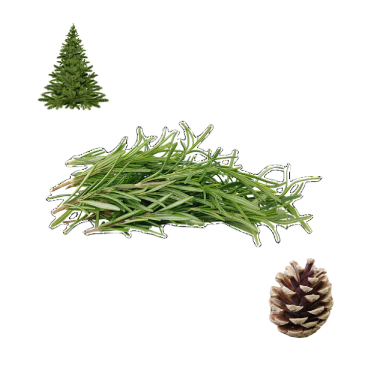 Collage of a pile of green sprigs of fresh rosemary herbs, a fir or pine cone, and a pointed fir or pine Christmas tree.