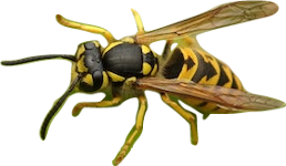 A yellow jacket wasp.