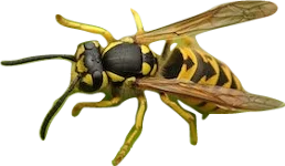 A yellow jacket wasp.