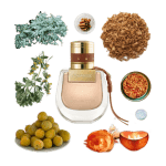 Nomade Absolu de Parfum by Chloé Review Collage of Nomade Absolu by Chloe and its notes, including oakmoss, davana, mirabelle plums, and cinnamon fruit pie.