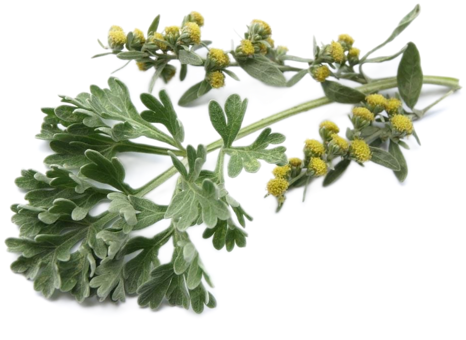 A sprig of davana, a dry green herbal-looking plant with tiny yellow blooms.