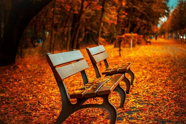 Two brown wooden benches sit next to each other, covered and surrounded by red-orange autumn leaves.