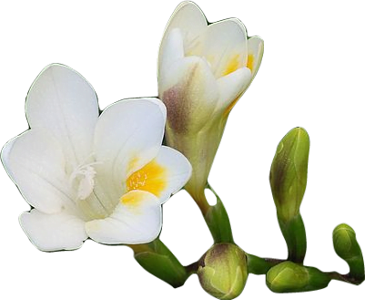 A sprig of white and yellow freesia flowers on green stems.